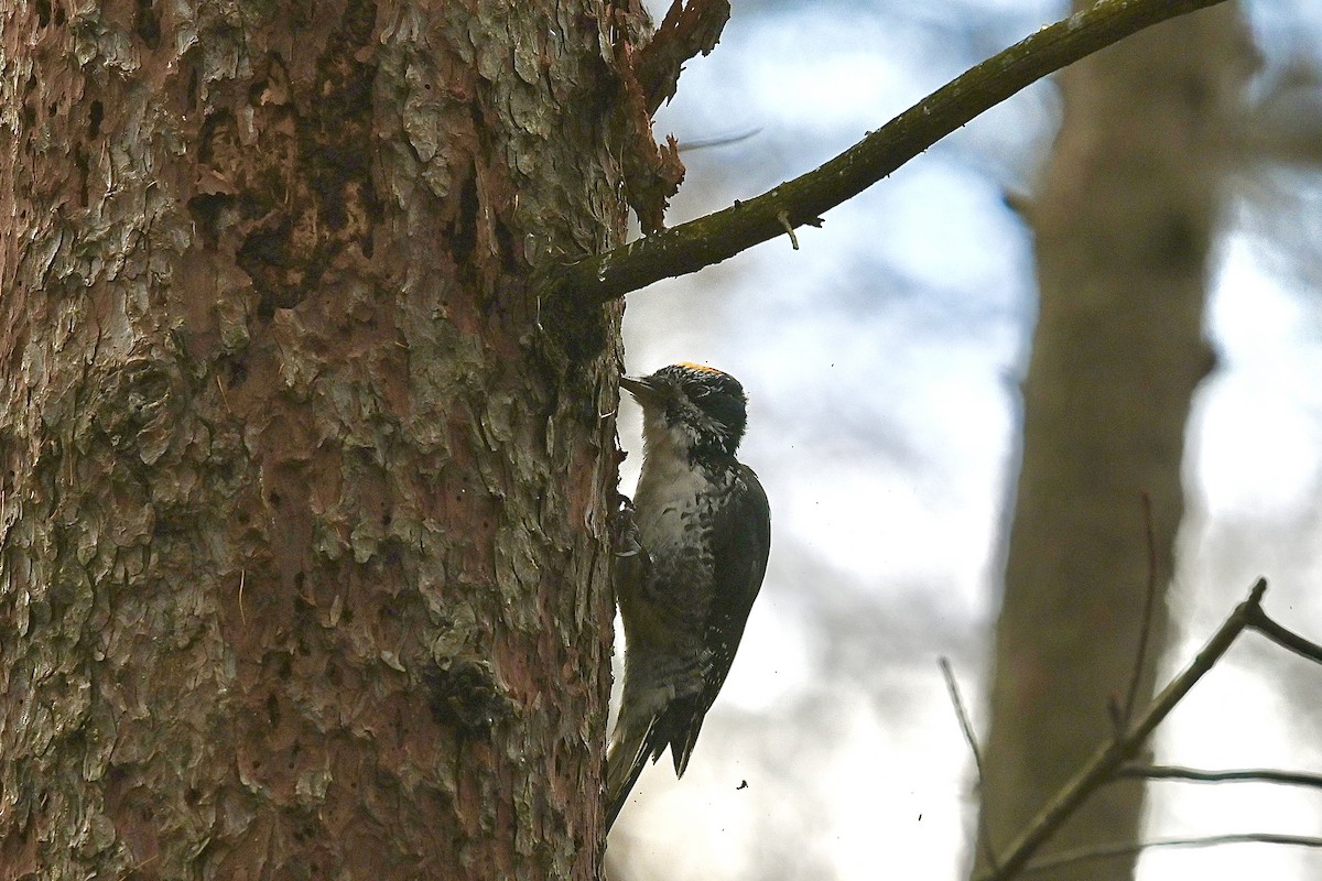 American Three-toed Woodpecker - ML644662761