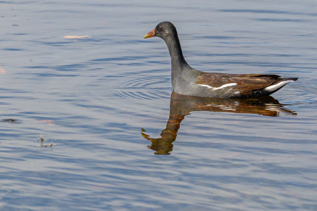 amerikasivhøne - ML644662765