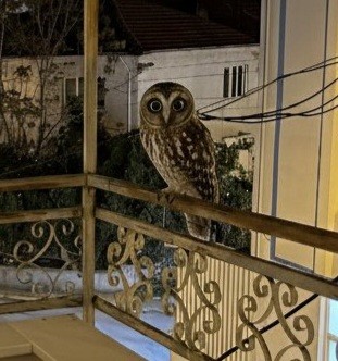 Chouette hulotte - ML644662769