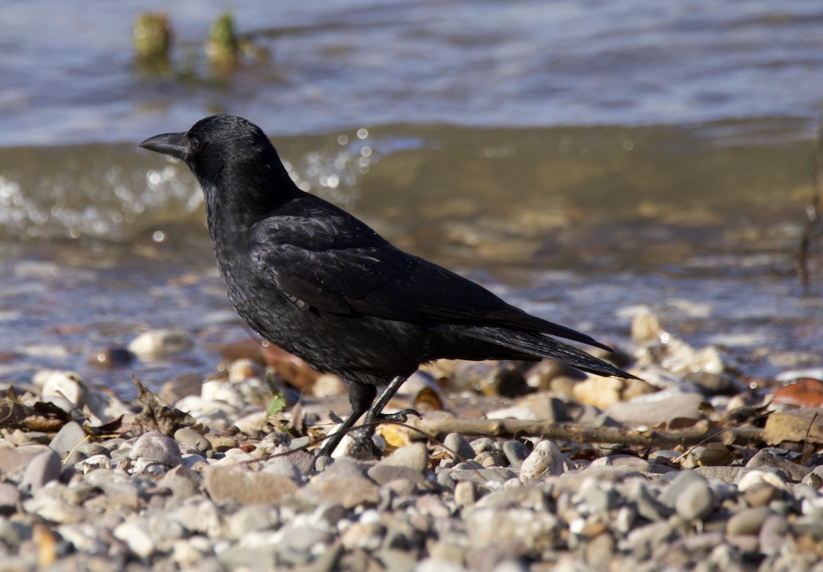 Carrion Crow (Western) - ML644662770