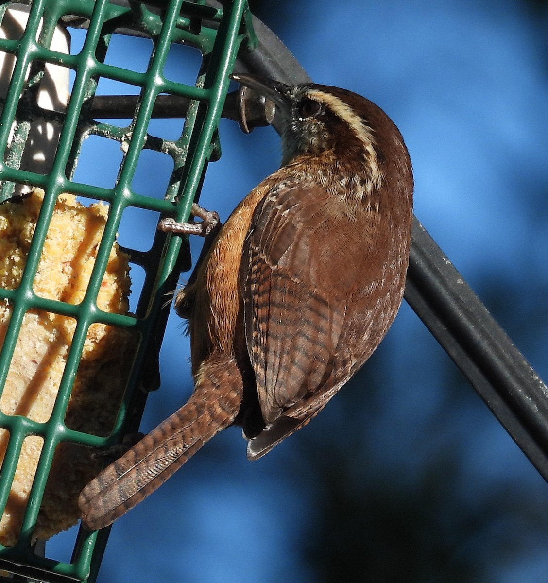 Carolina Wren - ML644662771