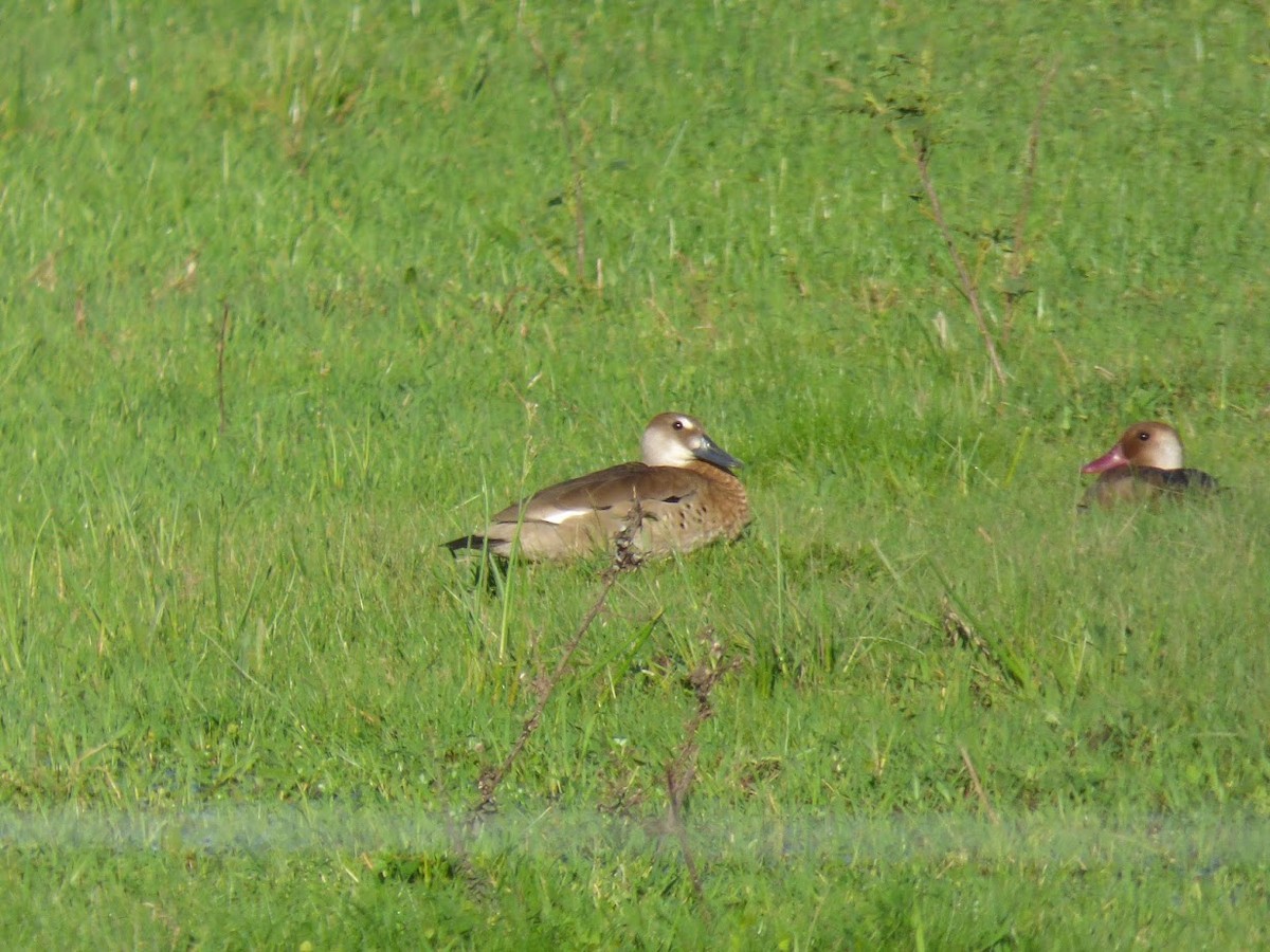 Brazilian Teal - ML644662772