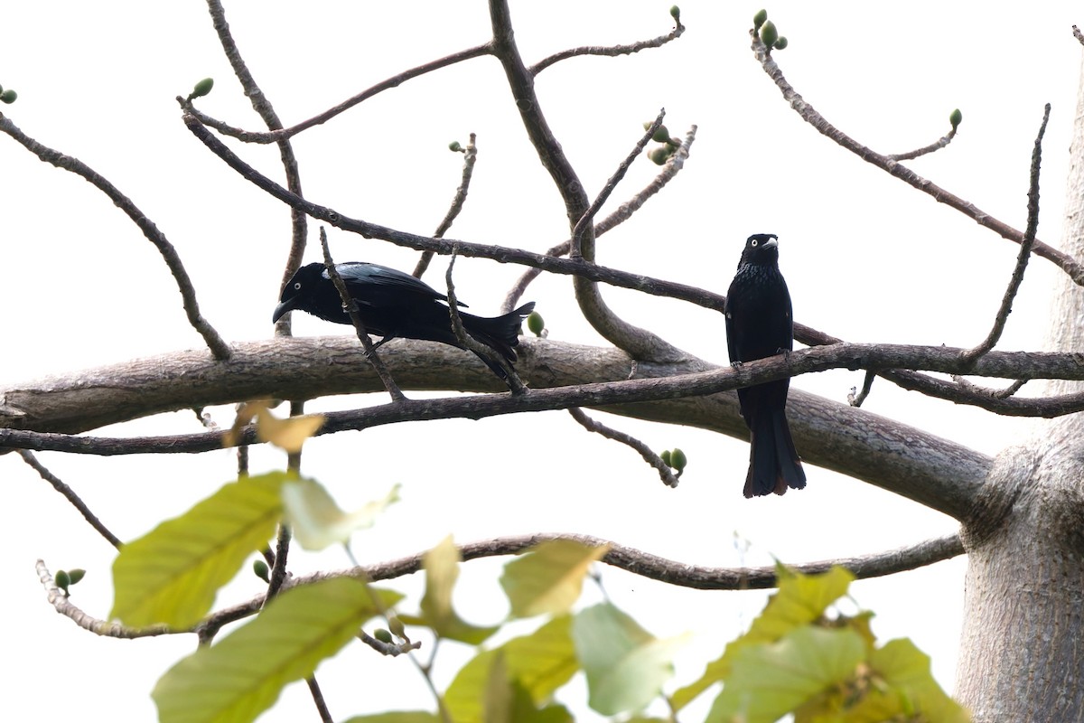 Hair-crested Drongo - ML644662774