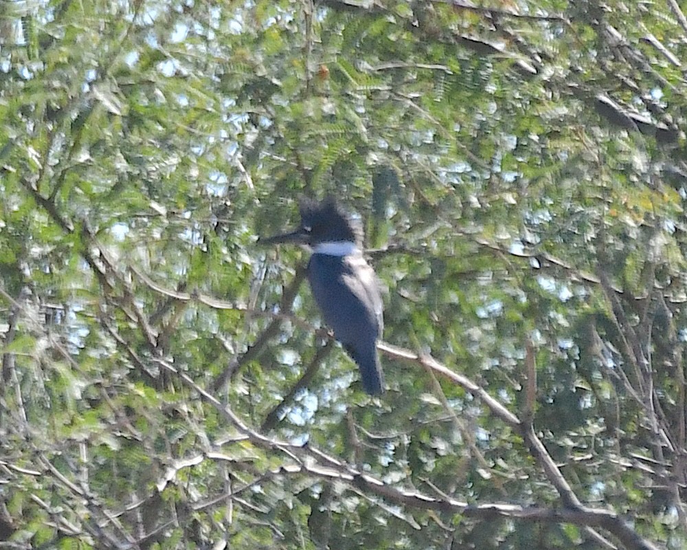 שלדג אמריקני - ML644662775