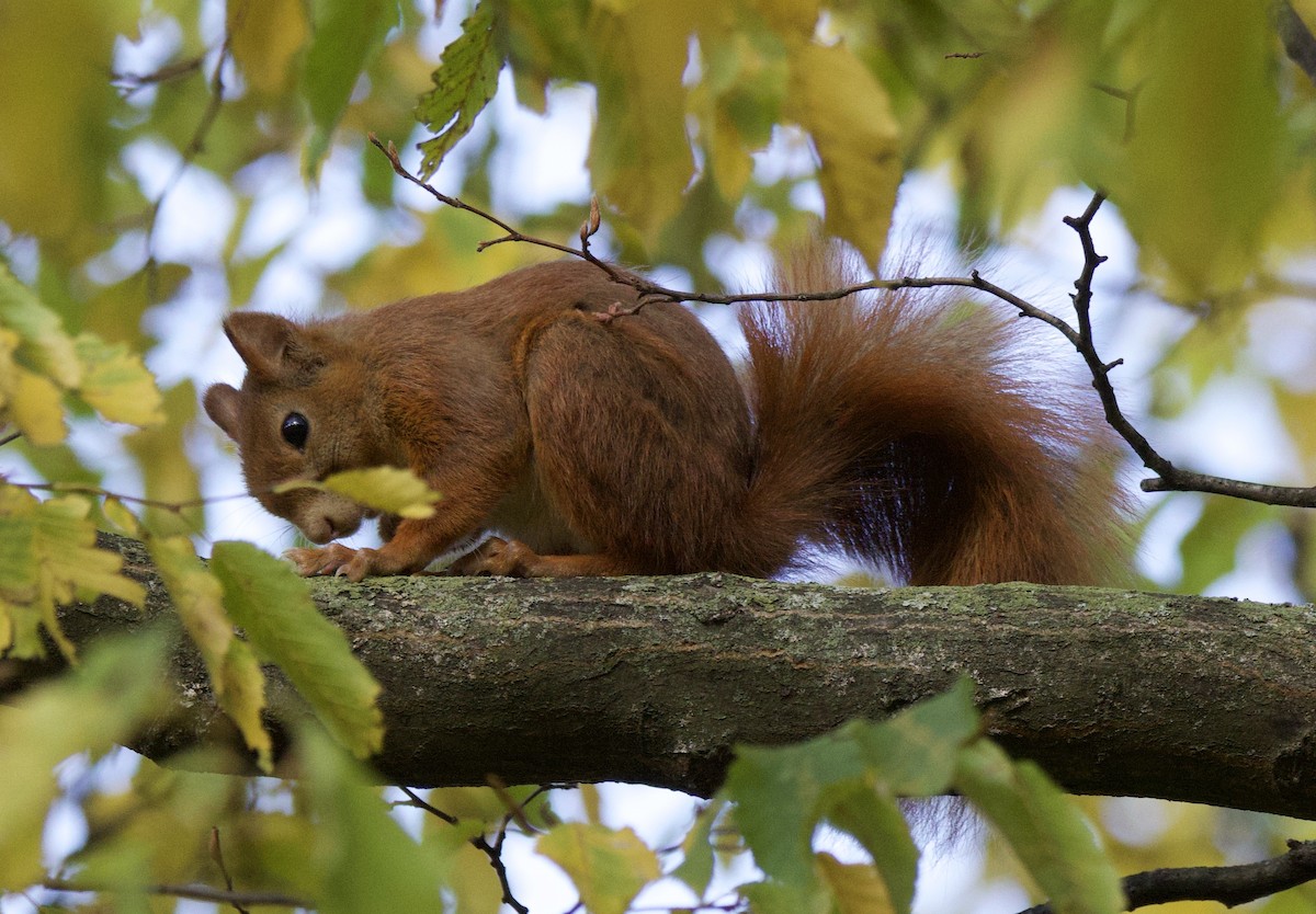 Mammals - ML644662778