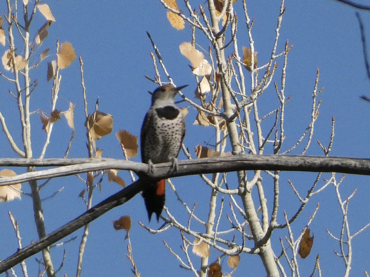 Northern Flicker (Red-shafted) - ML644662780