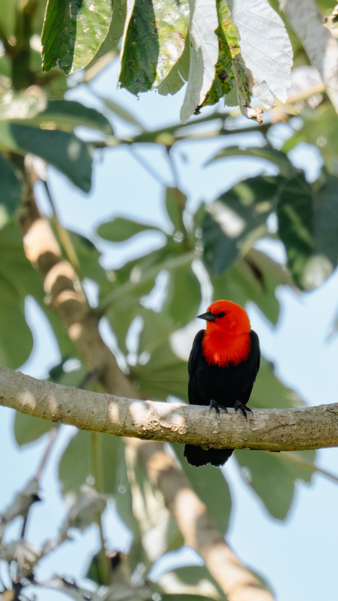 Scarlet-headed Blackbird - ML644662791