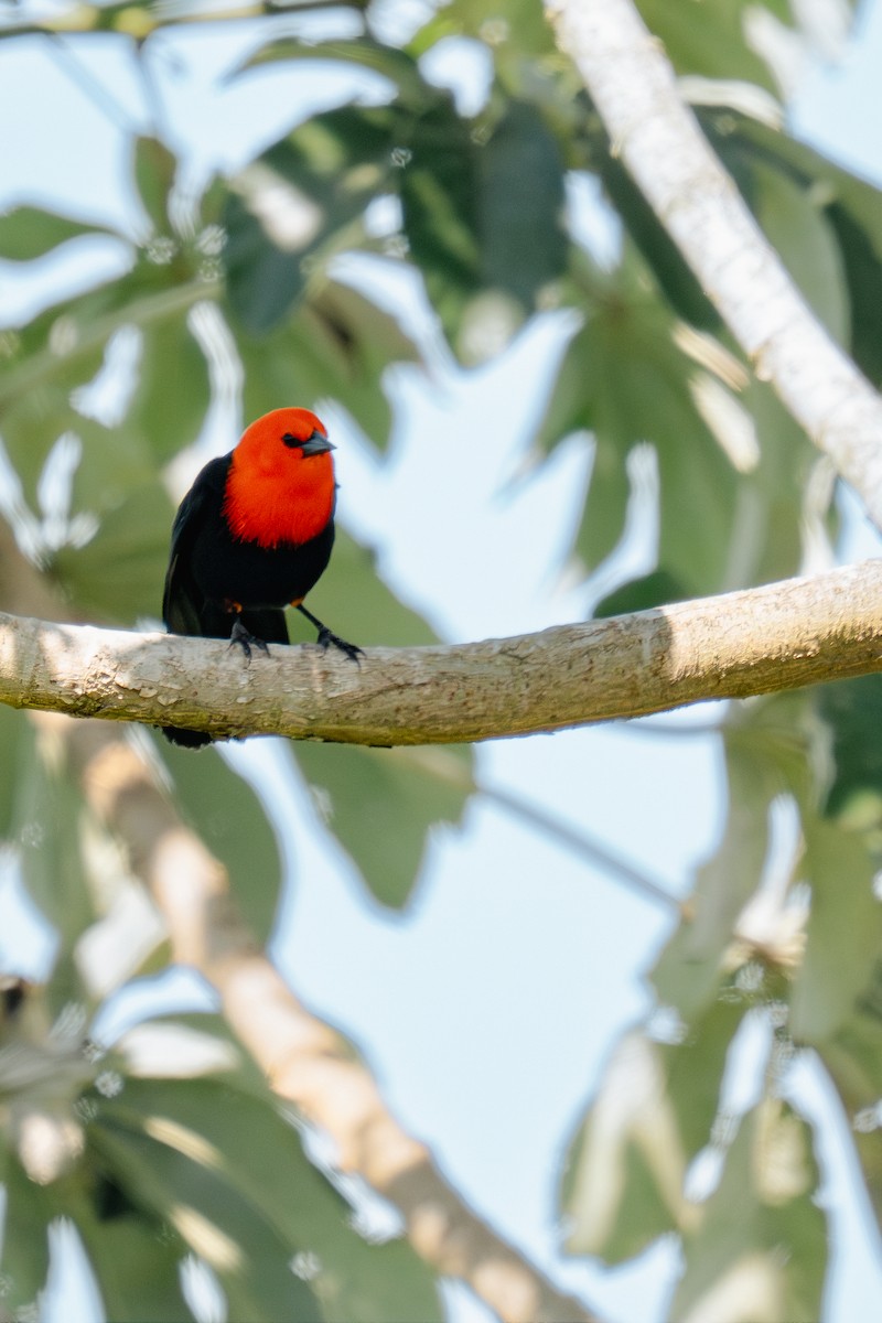 Scarlet-headed Blackbird - ML644662792