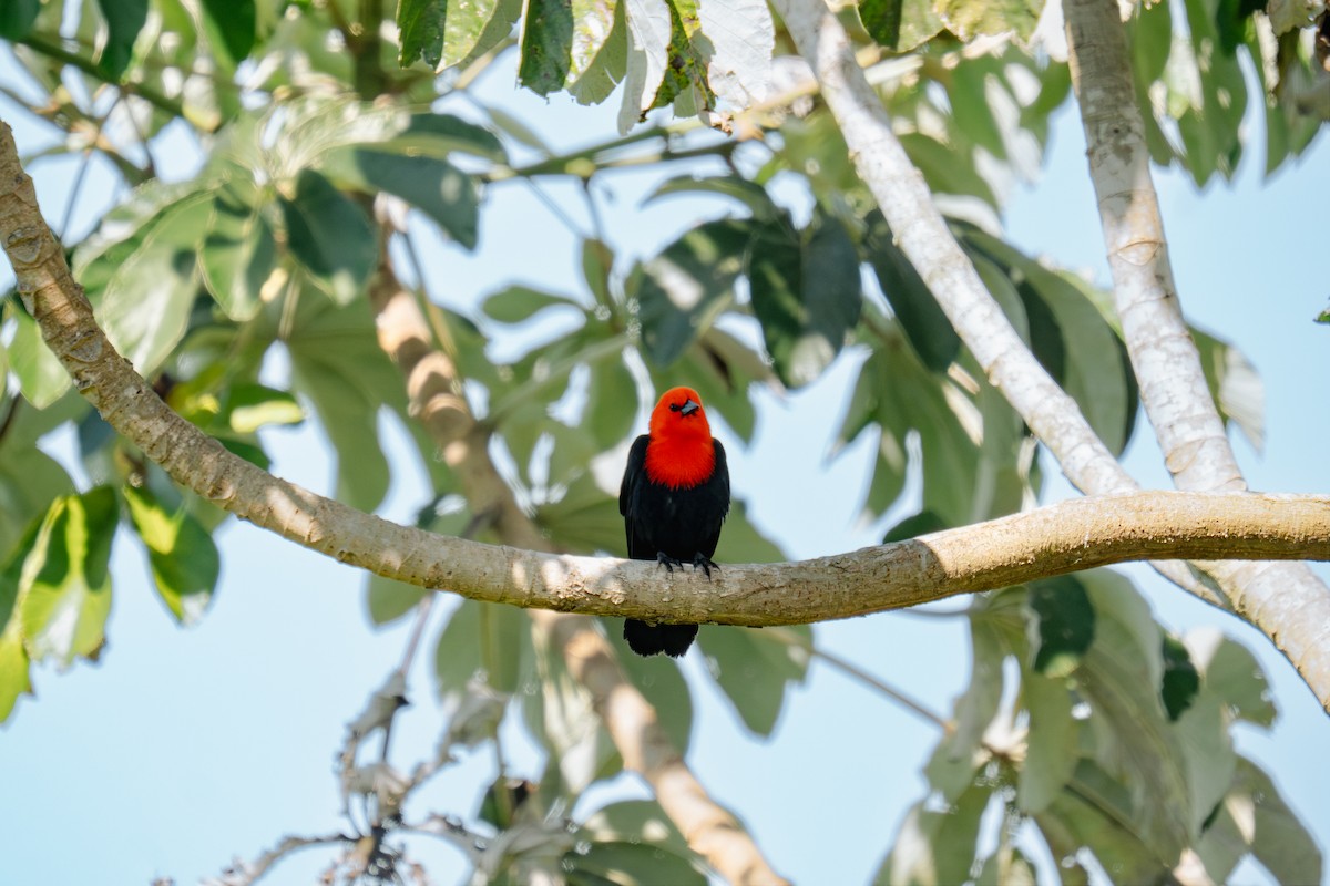Scarlet-headed Blackbird - ML644662793