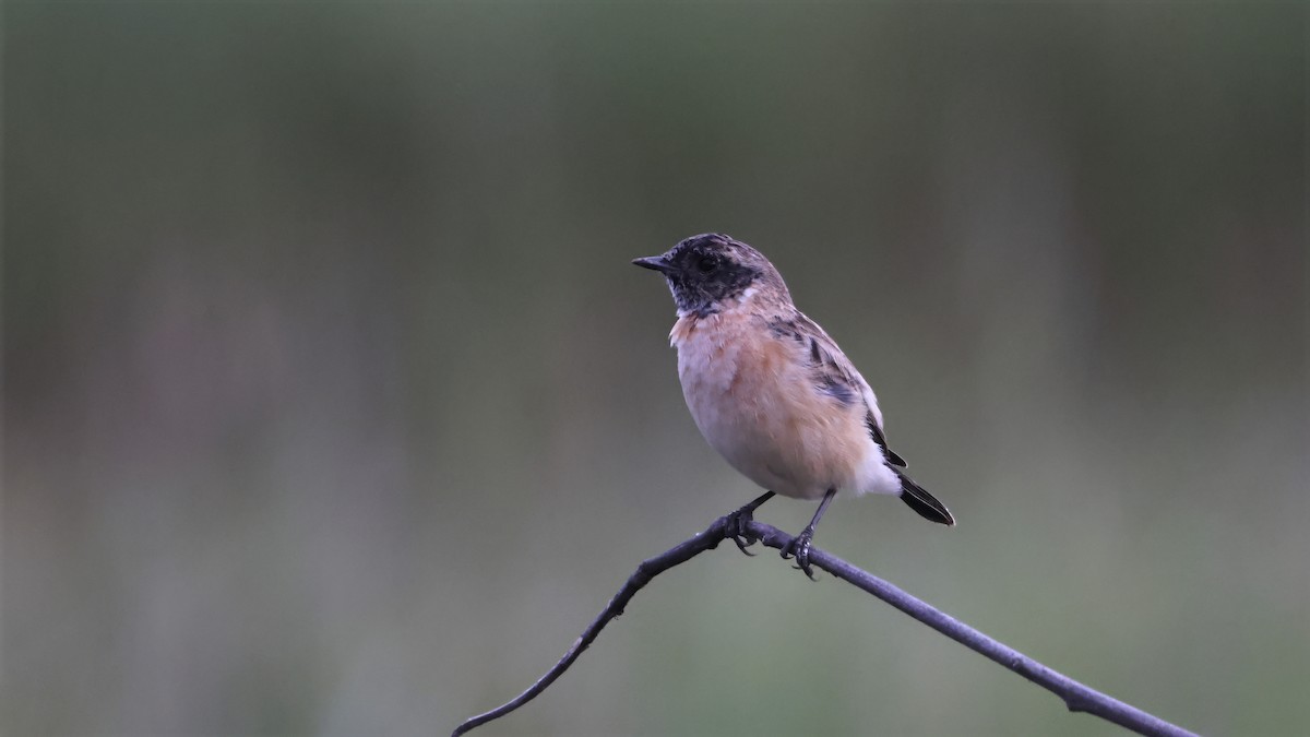 Saltimpalo siberiano - ML644662795