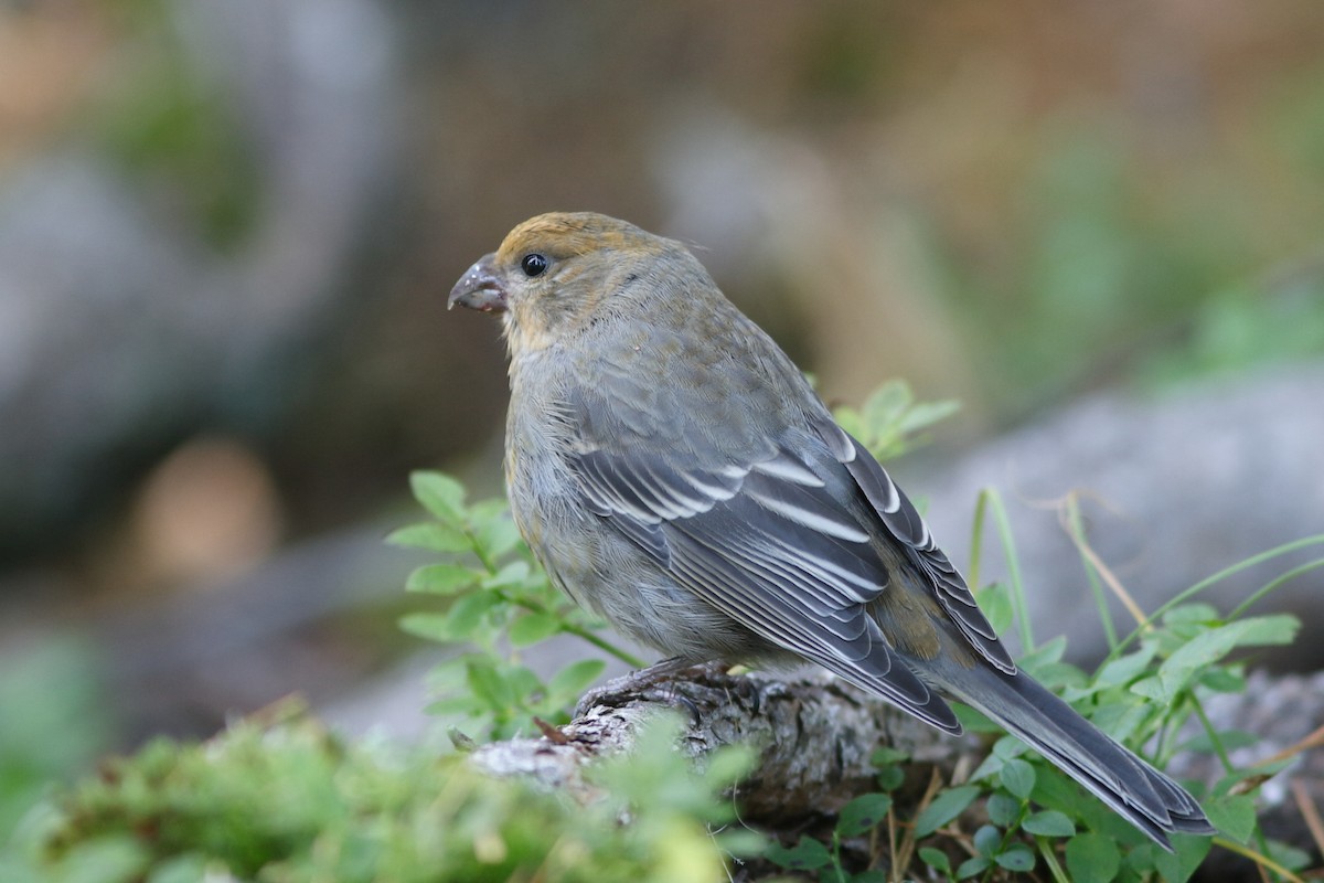 Pine Grosbeak - ML644662800