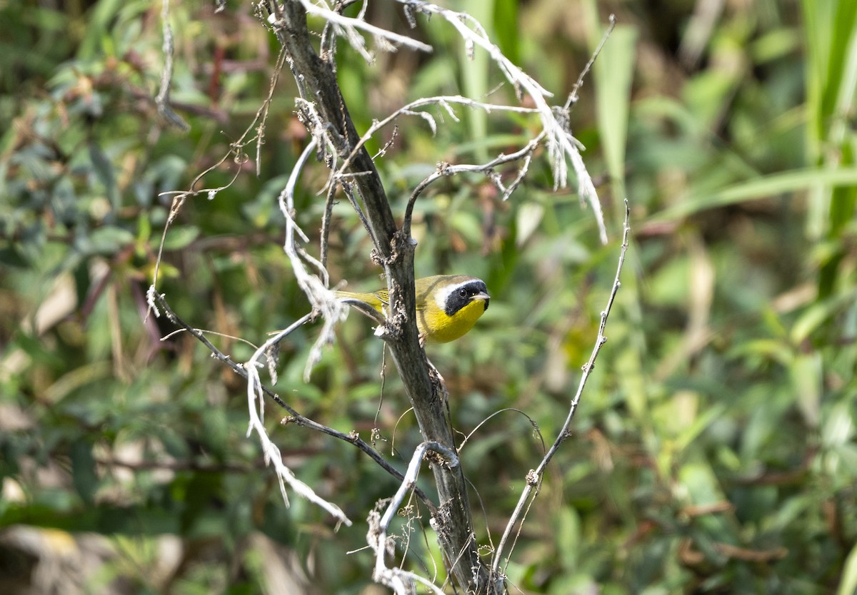 Common Yellowthroat - ML644662801