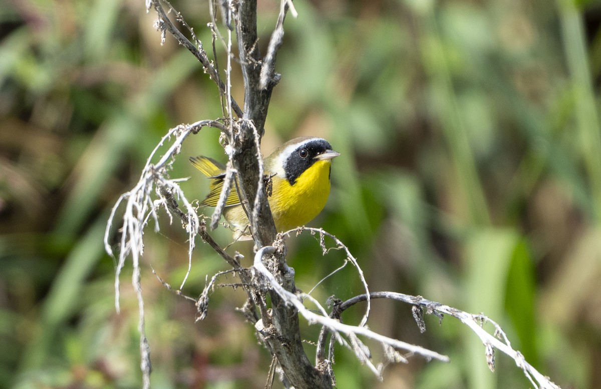 Common Yellowthroat - ML644662803