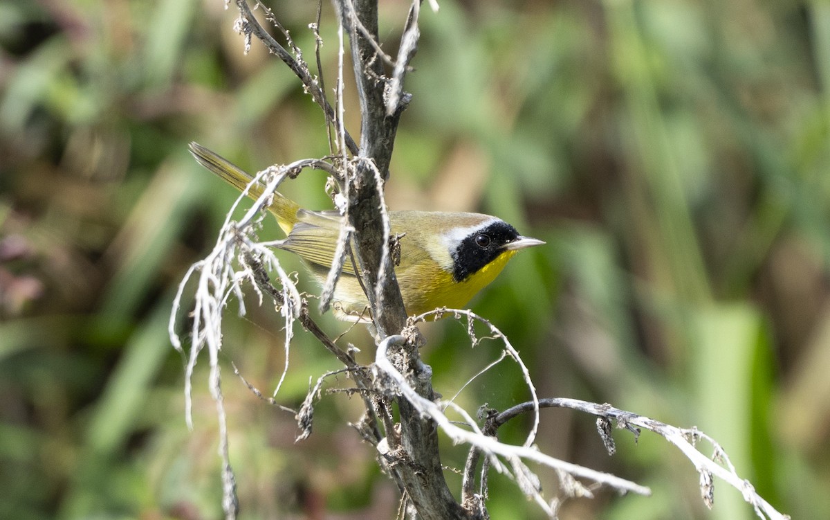 Common Yellowthroat - ML644662806