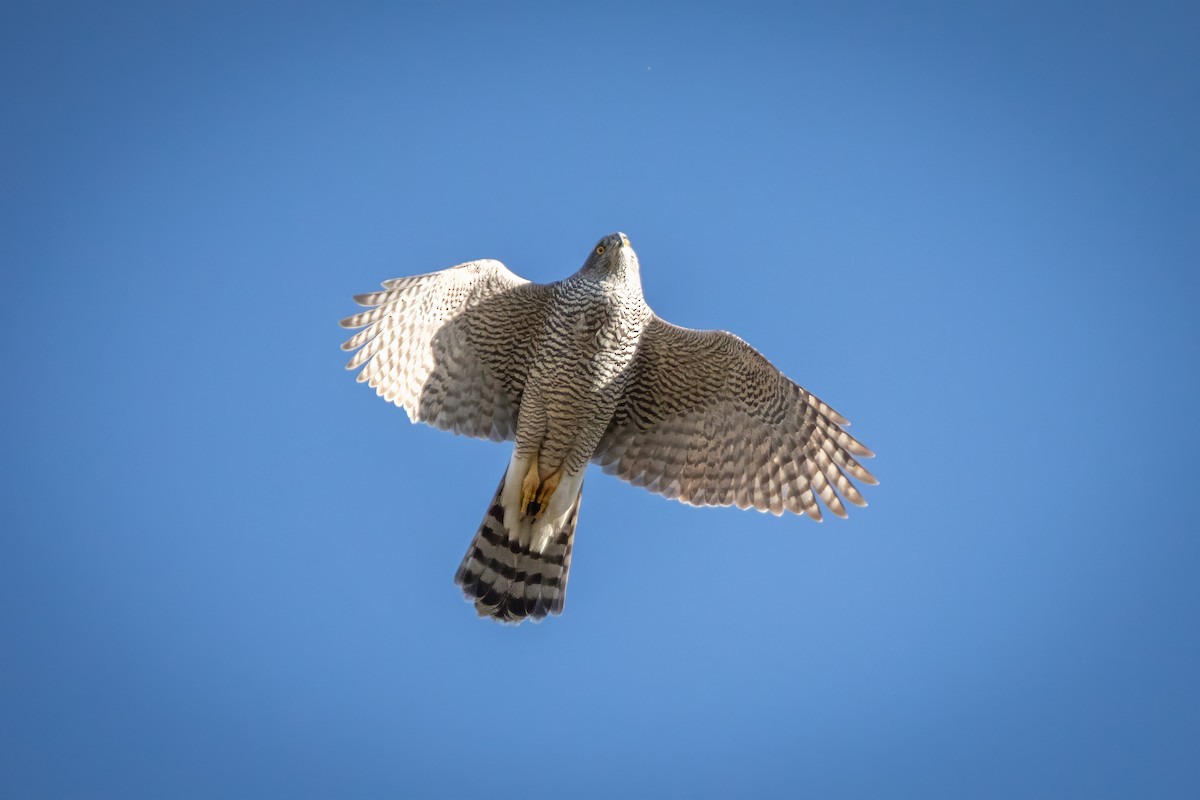 Яструб великий - ML644662810