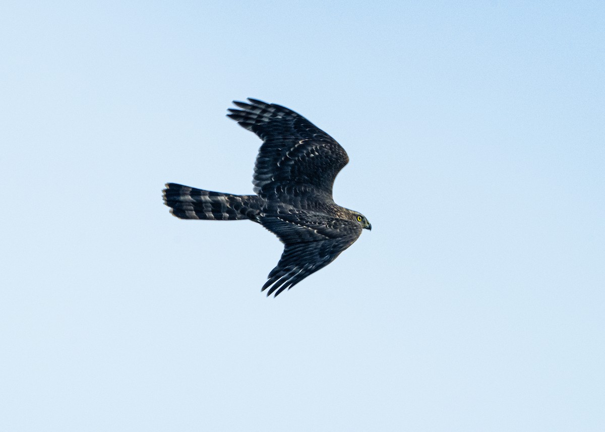 Яструб великий - ML644662817