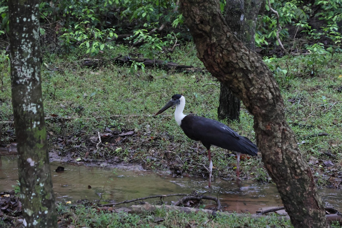 Asian Woolly-necked Stork - ML644662828