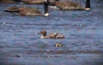 Red-breasted Merganser - ML644662834