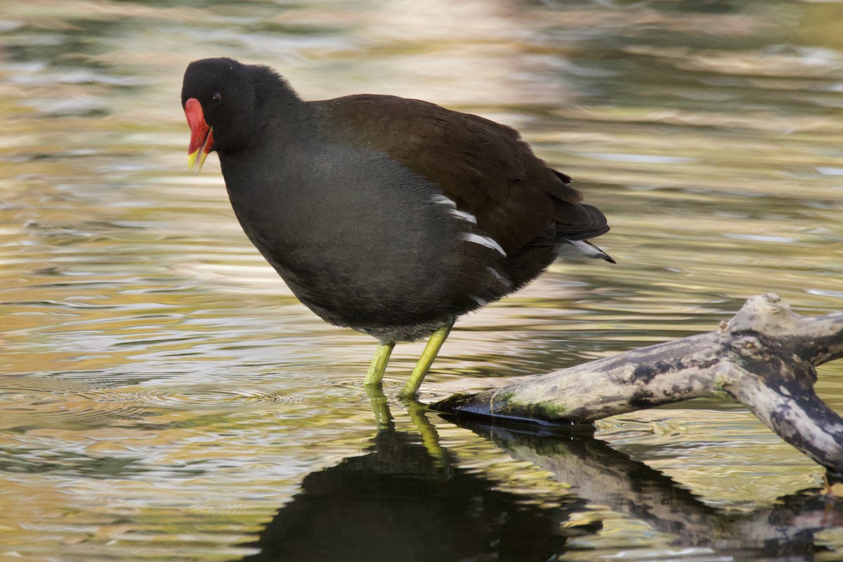 Хажилгат түнжүүр - ML644662838