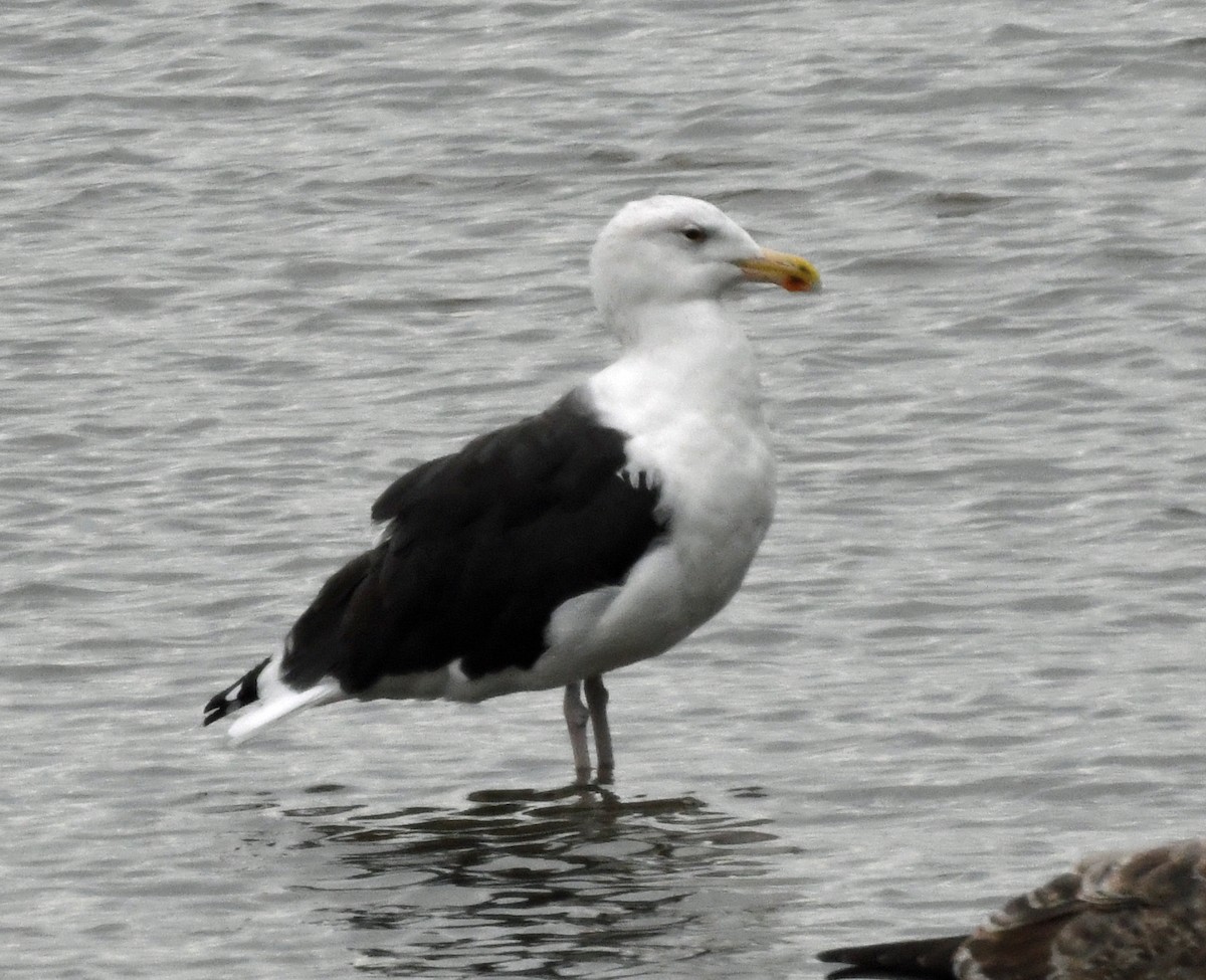 Great Black-backed Gull - ML644662841