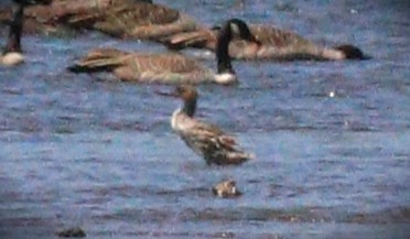 Red-breasted Merganser - ML644662845