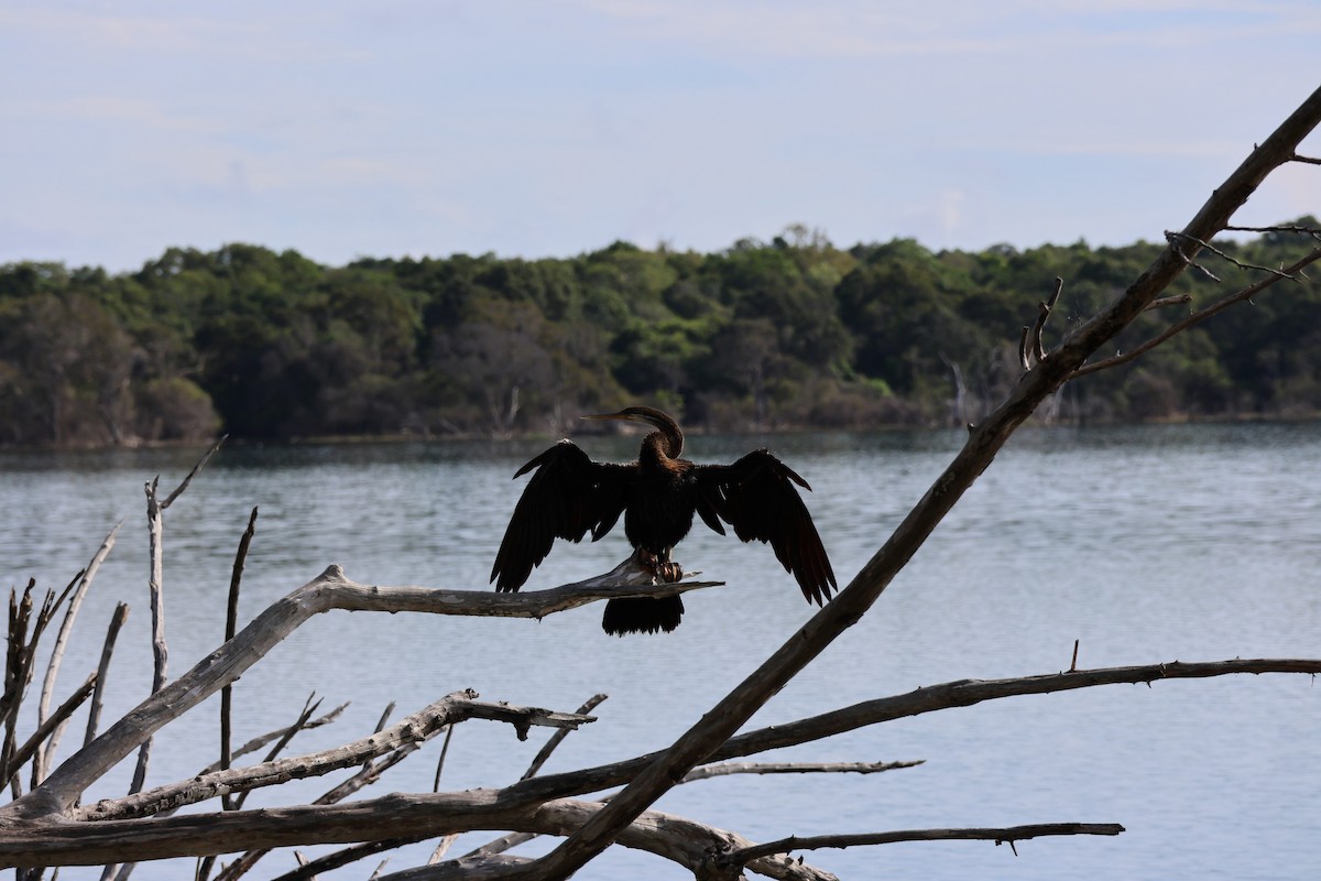 orientslangehals - ML644662862