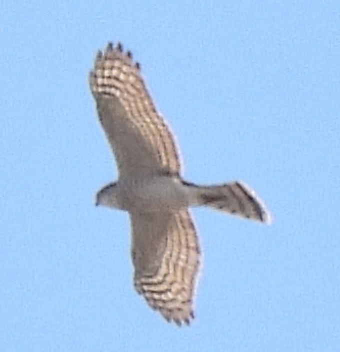 Atmaca - ML644662864