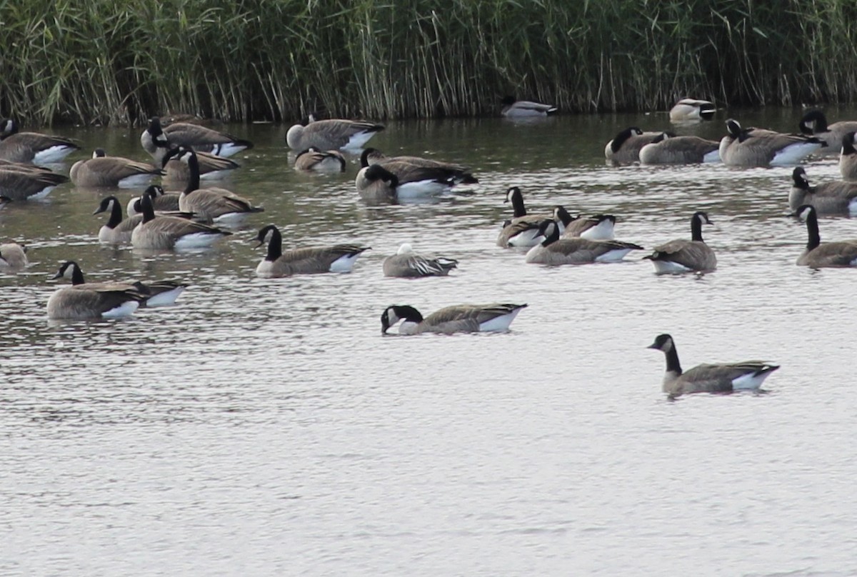אווז שלג - ML644662866