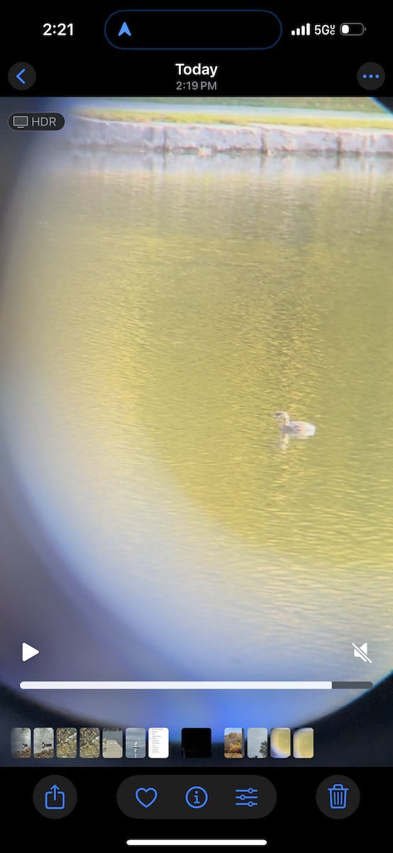 Pied-billed Grebe - ML644662880