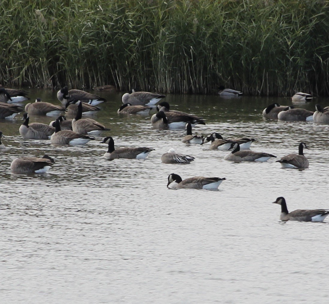 אווז שלג - ML644662882