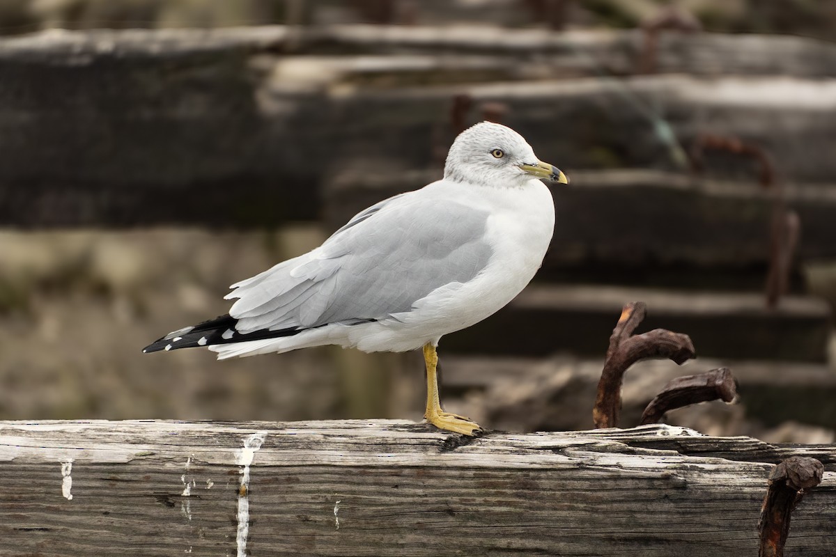 Ring-billed Gull - ML644662891