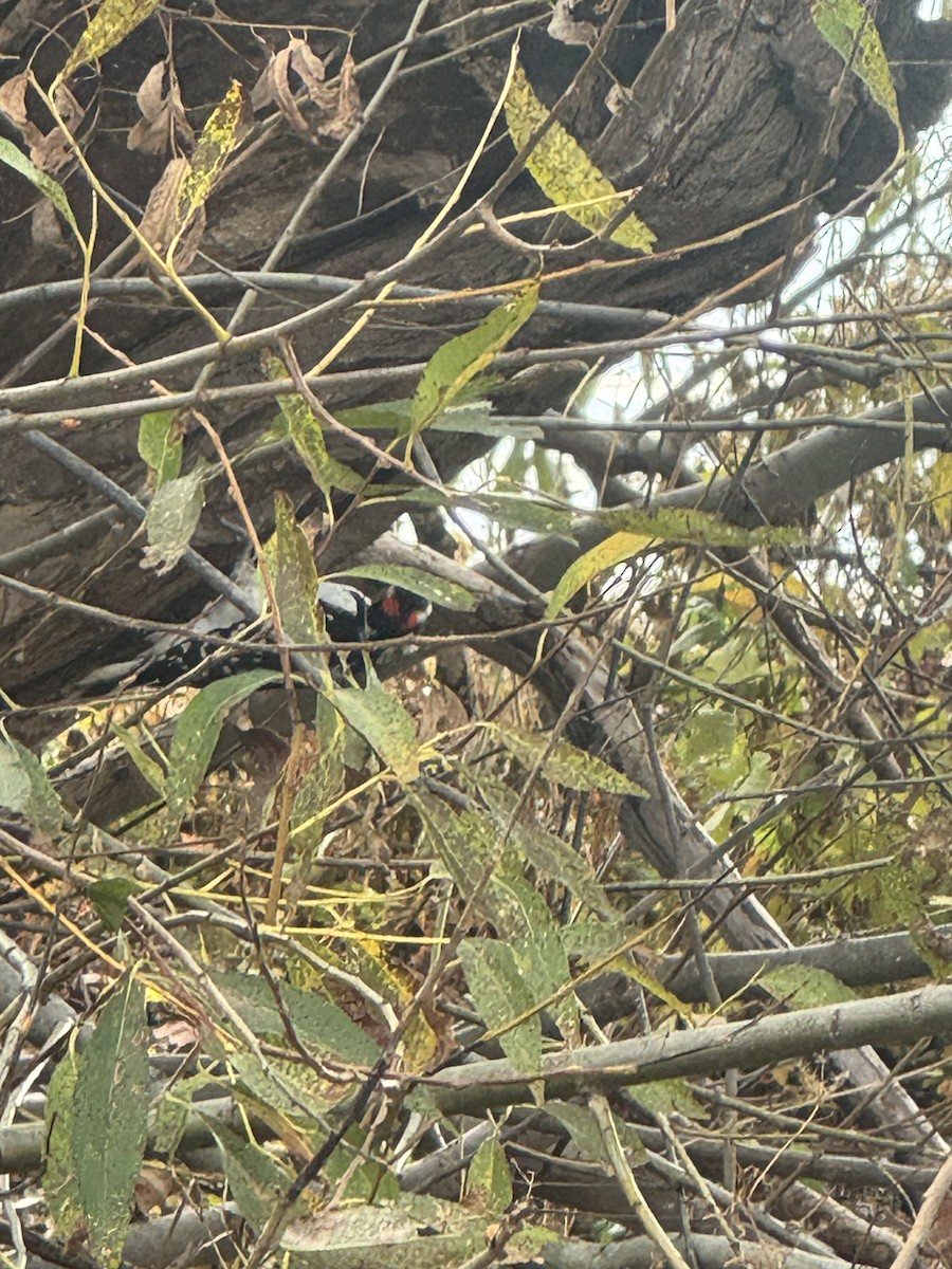 Downy Woodpecker - ML644662892