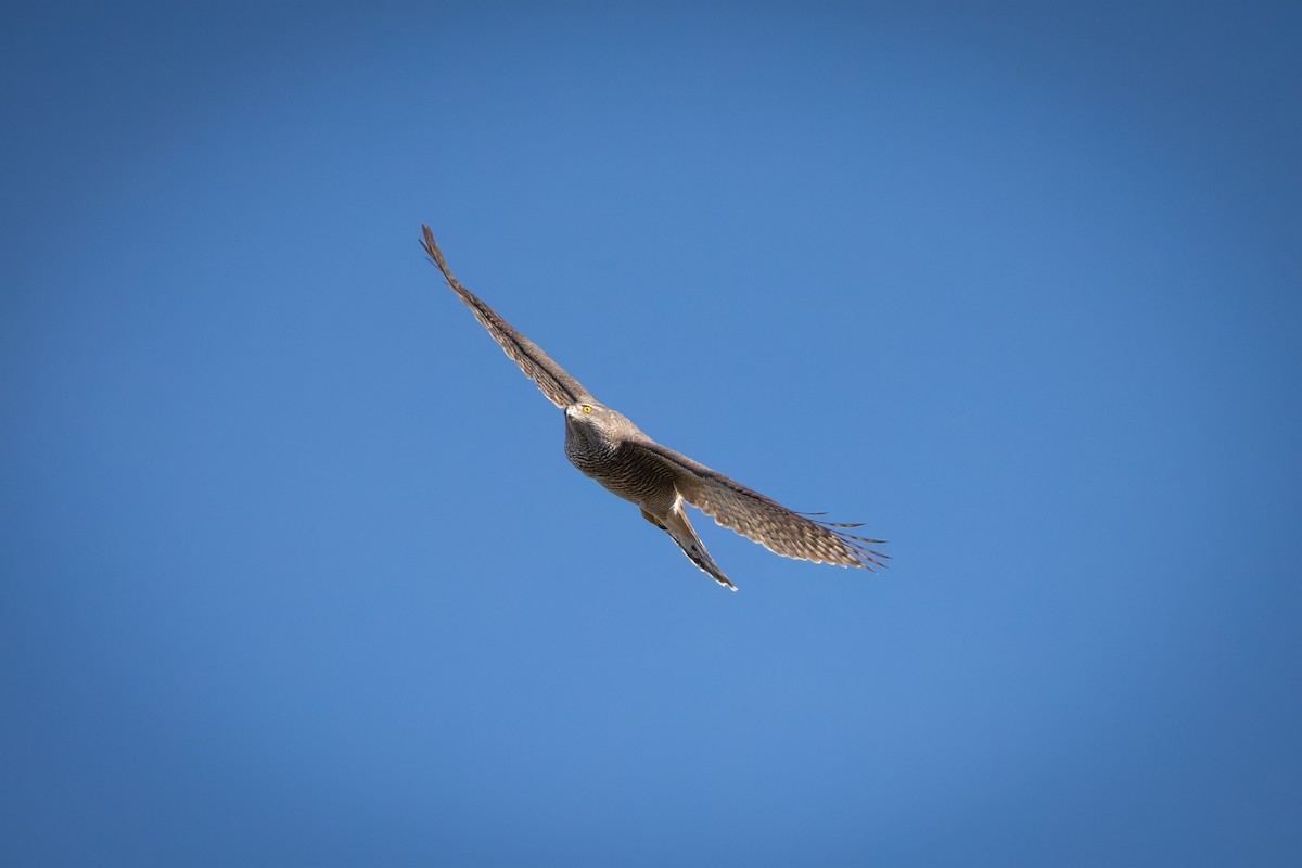 Яструб великий - ML644662895