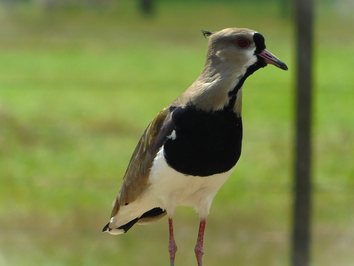Southern Lapwing - ML644662901