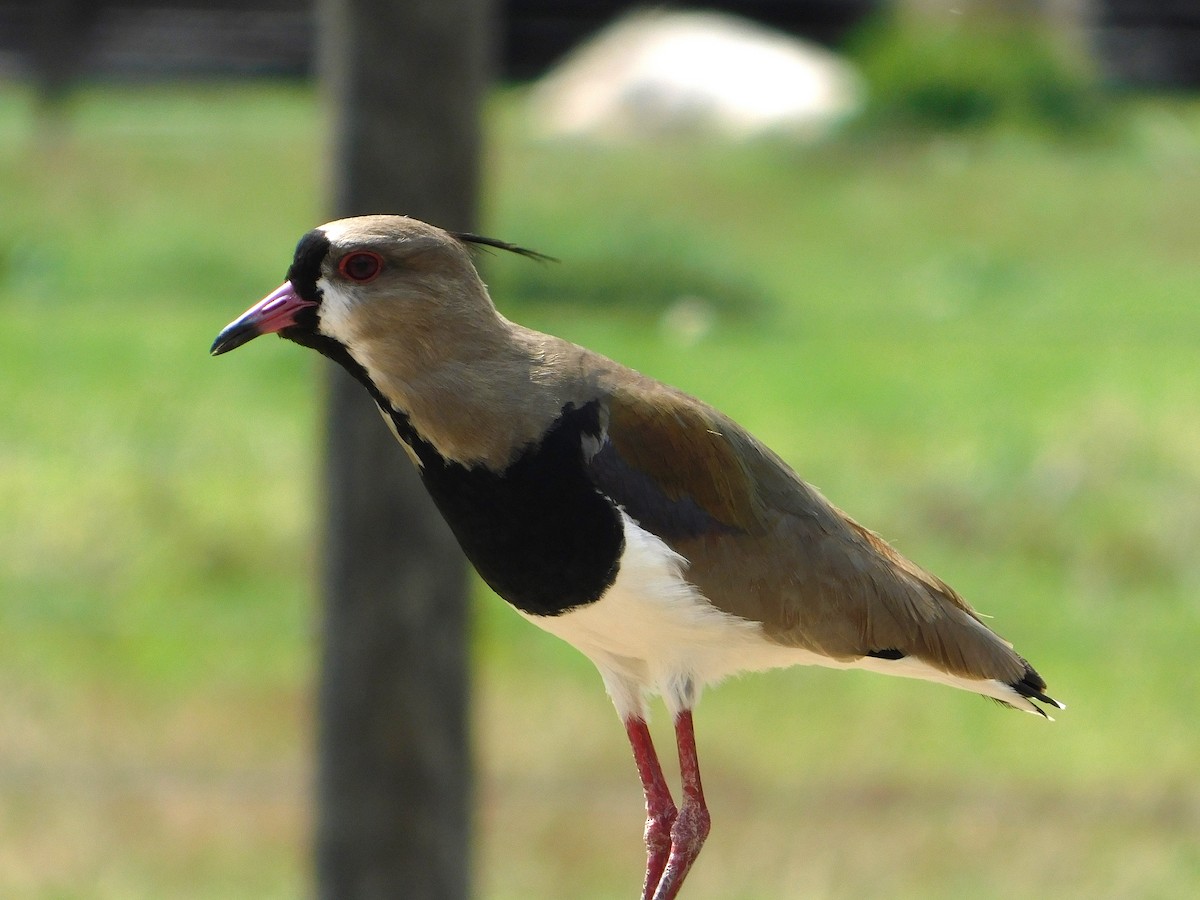 Southern Lapwing - ML644662902