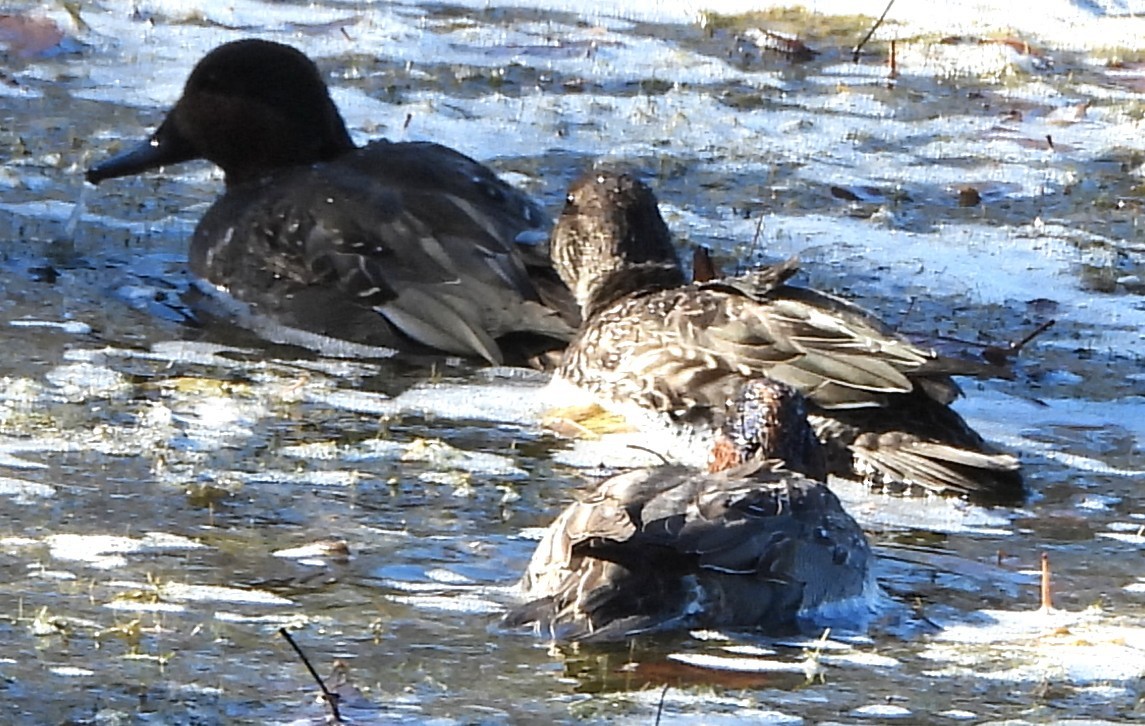 krikkand - ML644662906