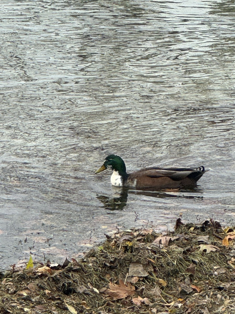 Canard colvert (forme domestique) - ML644662911