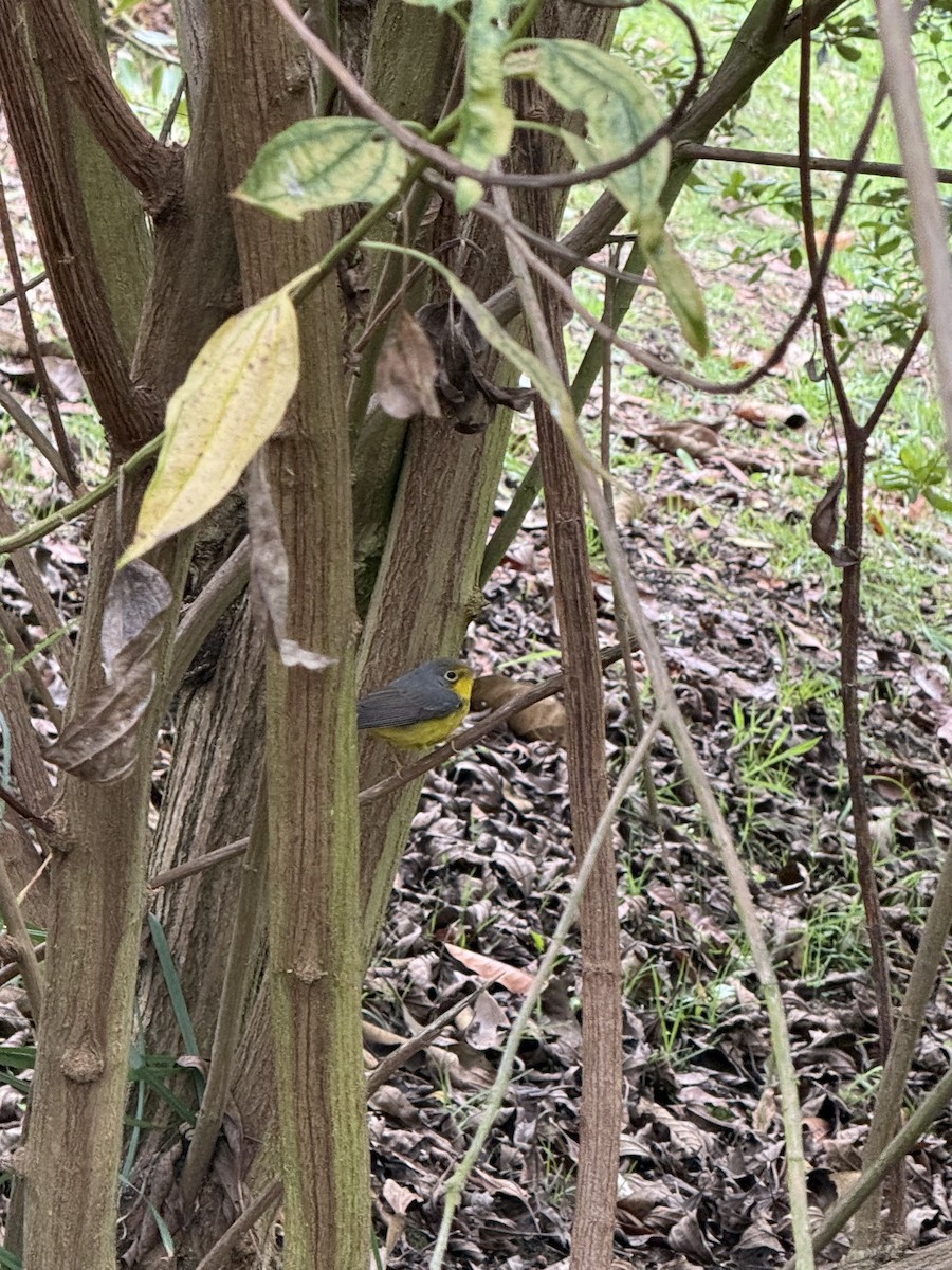 Paruline du Canada - ML644662913