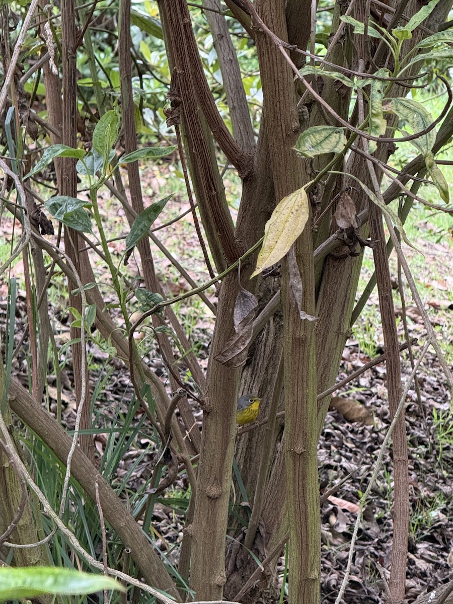 Paruline du Canada - ML644662914