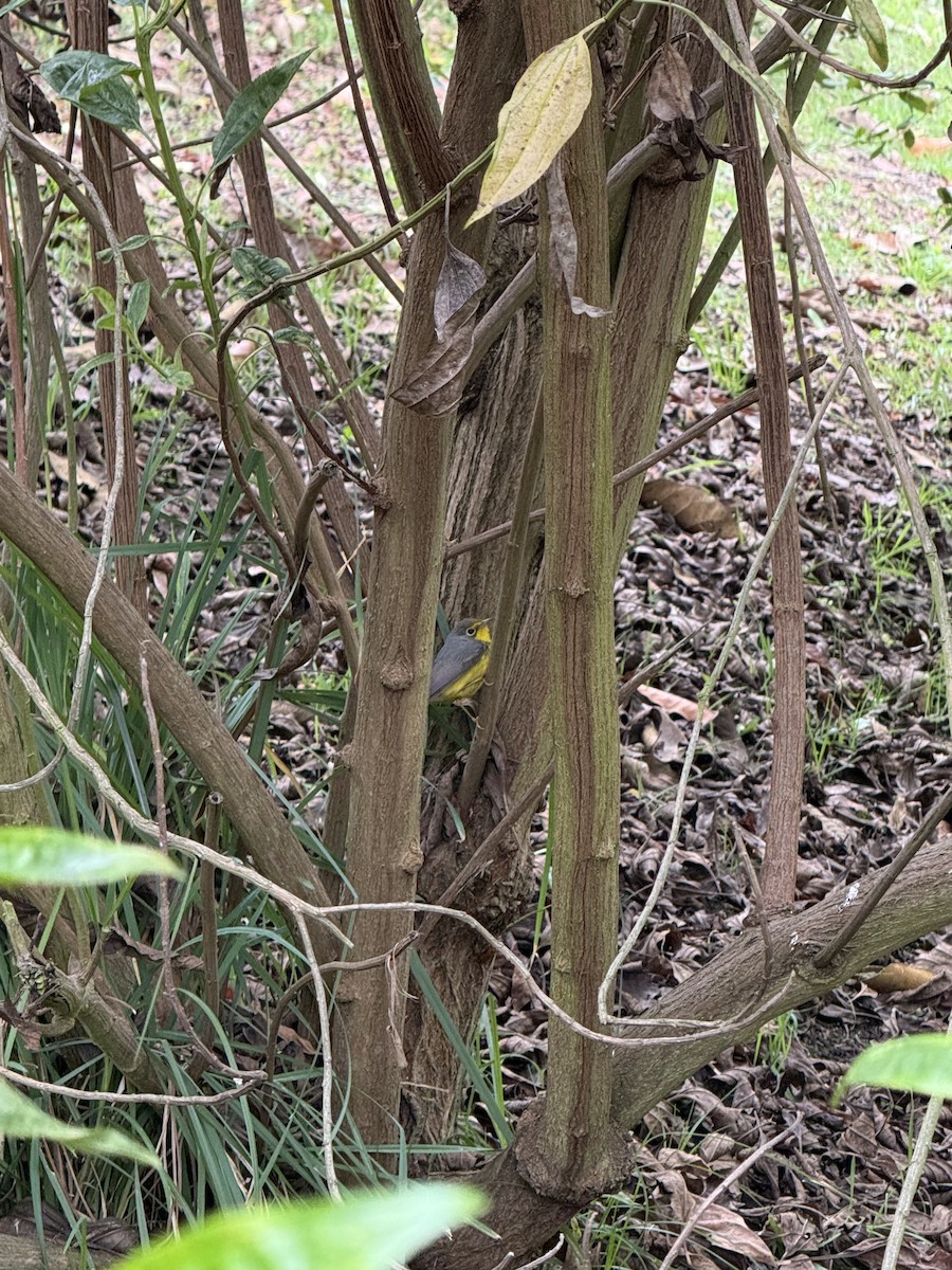 Paruline du Canada - ML644662915