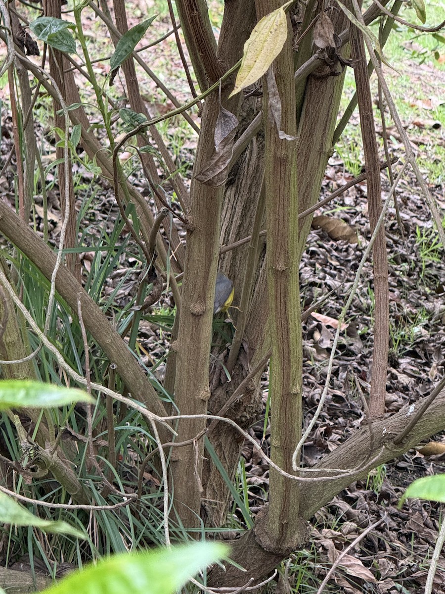 Paruline du Canada - ML644662916