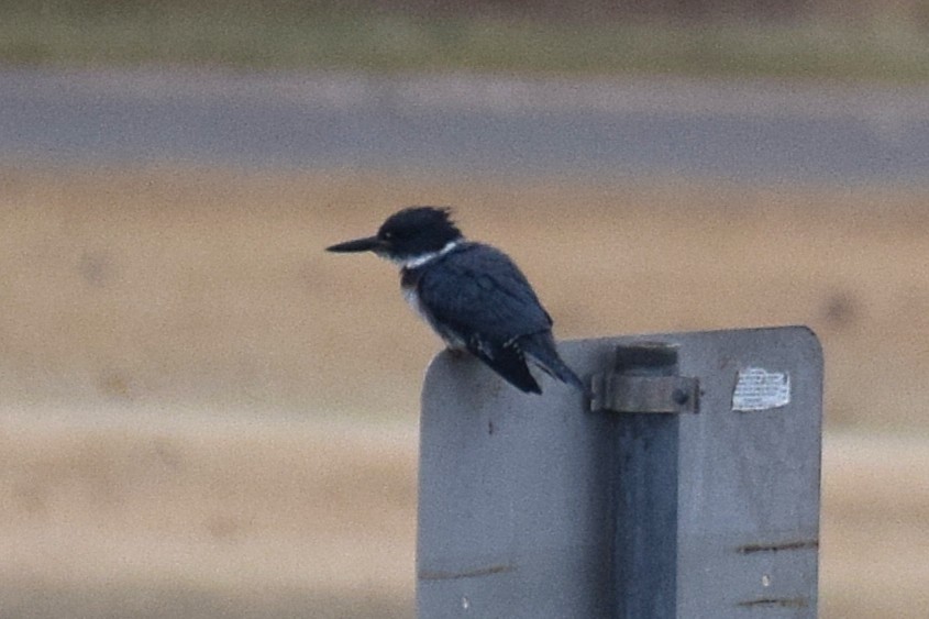 שלדג אמריקני - ML644662919