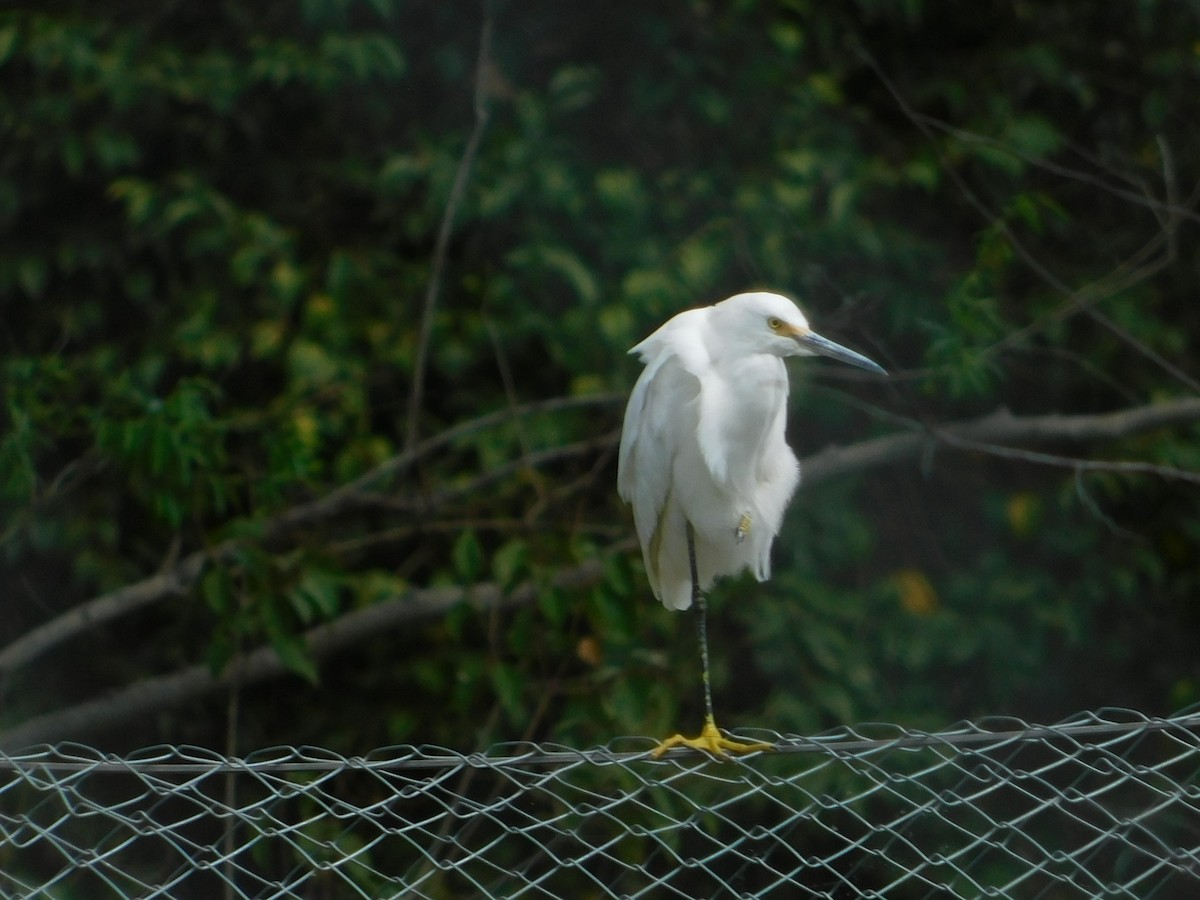 Snowy Egret - ML644662924