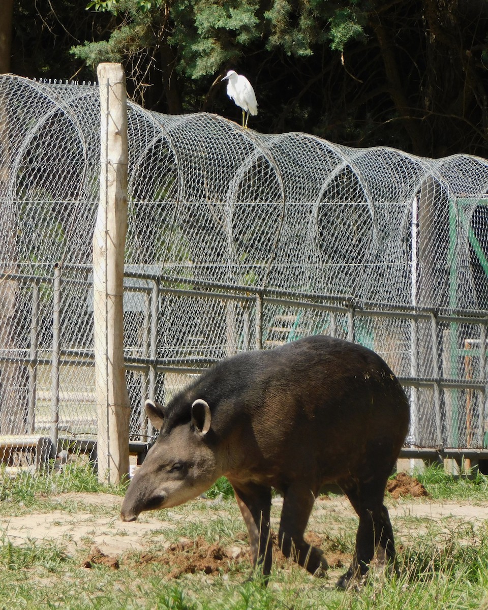 Snowy Egret - ML644662925