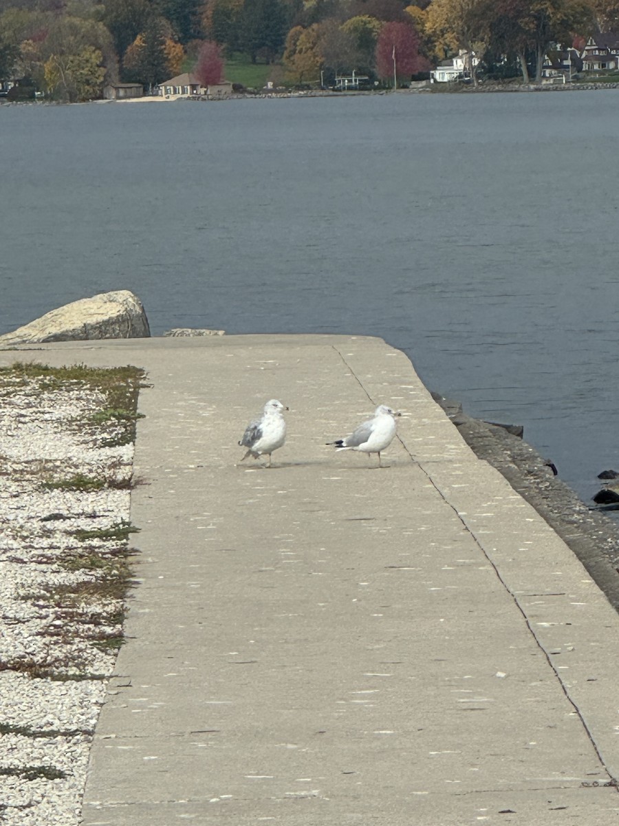Ring-billed Gull - ML644662928