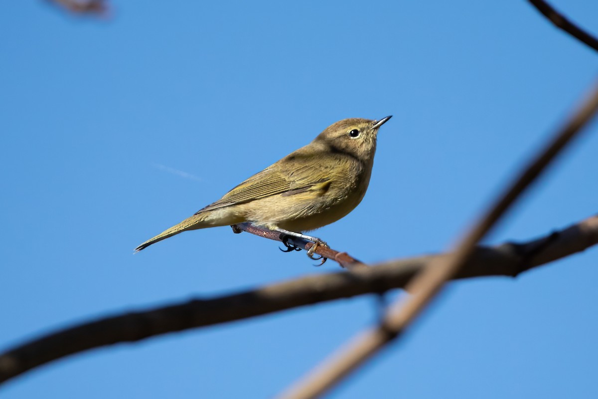 Mosquitero Común - ML644662933