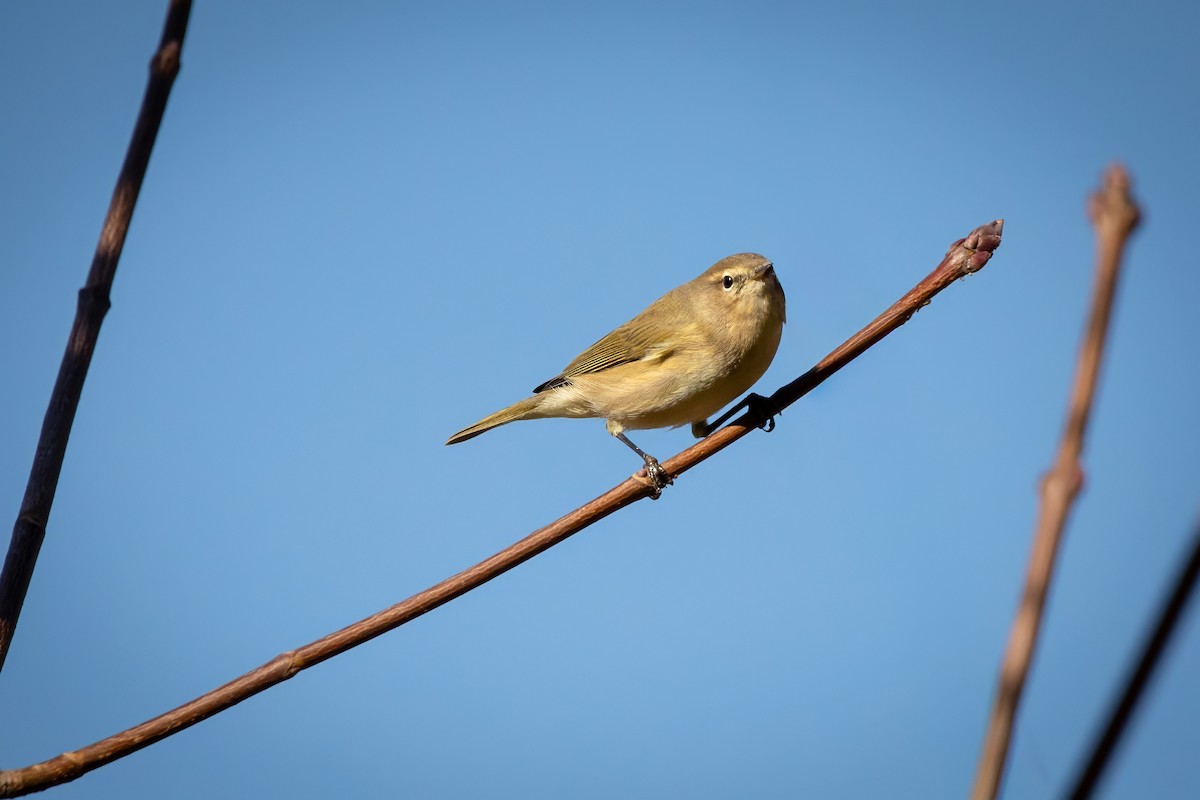 Mosquitero Común - ML644662934