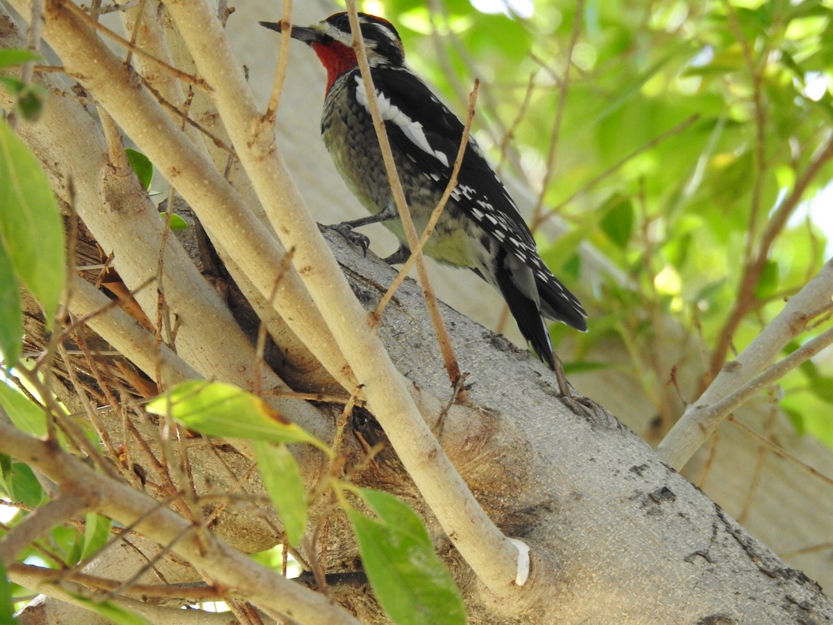 Rotnacken-Saftlecker - ML644662939