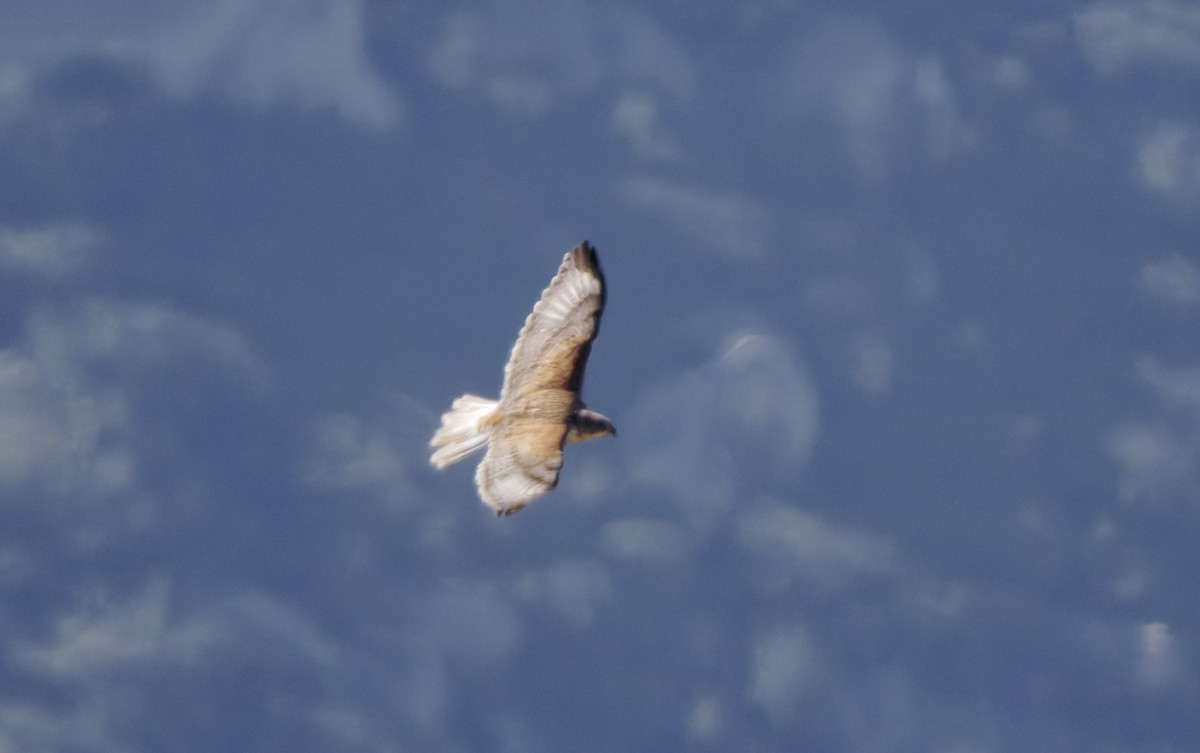 Ferruginous Hawk - ML644662943