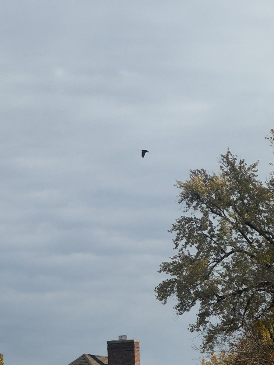 American Crow - ML644662945